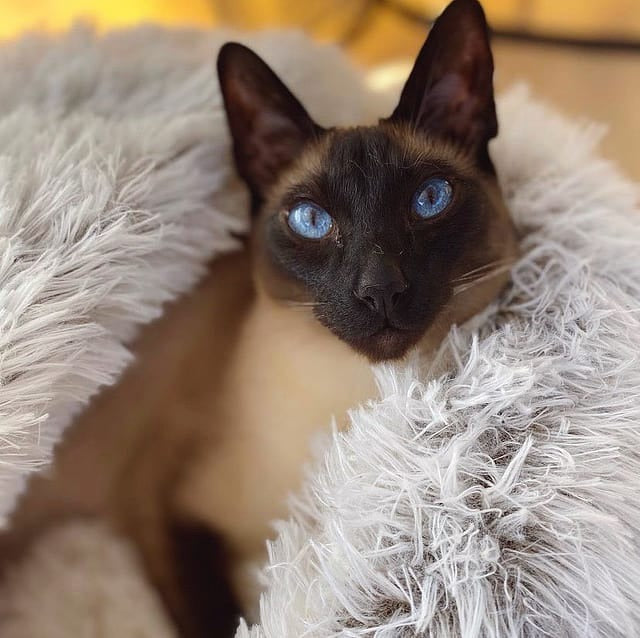Cozy Nest™ - #1 Anxiety Pet Bed
